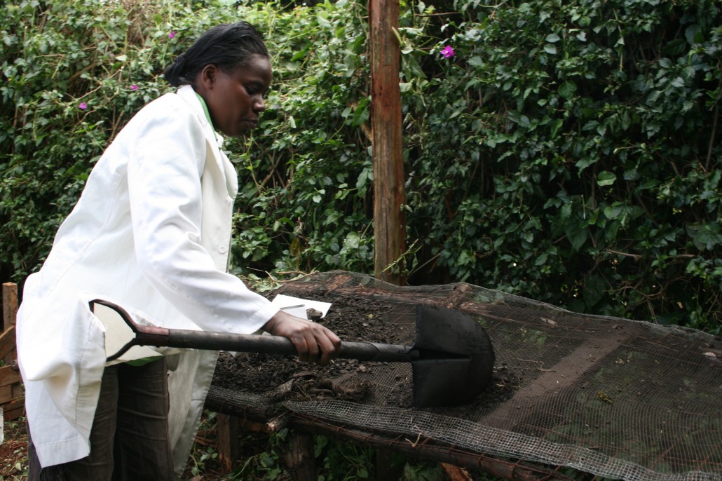 Josephine Ngumba sieving charcoal dust, prime material for charcoal briquettes. Credits: Tjarda Muller/ENERGIA